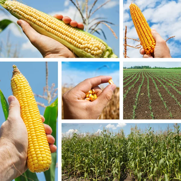 Set Pictures Maize Fields Hand — Stock Photo, Image