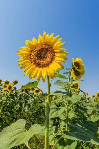 Zonnebloem Close Het Veld Diep Blauwe Lucht — Stockfoto