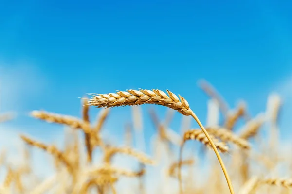 青い空の下で熟した収穫 — ストック写真