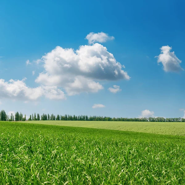 Champ Herbe Verte Nuages Dans Ciel Bleu — Photo