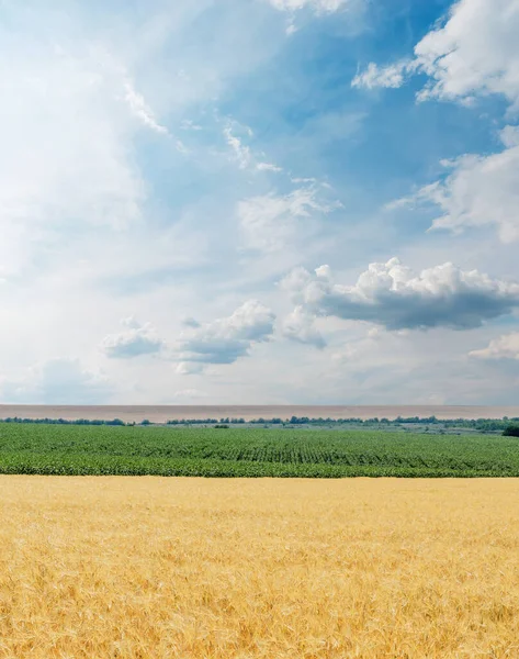 Gouden Kleur Landbouw Veld Blauwe Lucht Met Wolken Ovet Het — Stockfoto