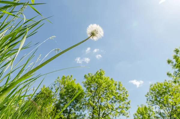 Biały Mniszek Lekarski Kwitnieniu Zielonej Trawie Bliska Słońce Błękitnym Niebie — Zdjęcie stockowe