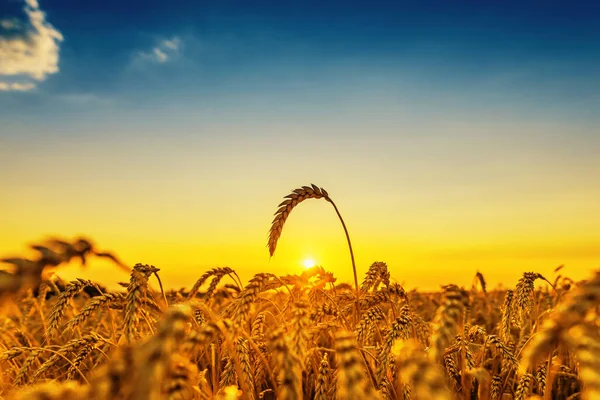 Por Sol Sobre Campo Agrícola Com Colheita Ouro — Fotografia de Stock