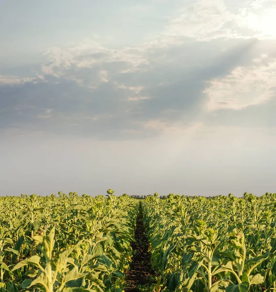 Agricoltura Campo Verde Con Girasoli Nel Tempo Del Tramonto Nuvole — Foto Stock