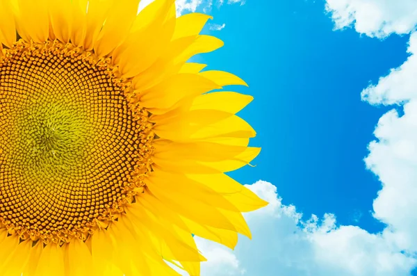 Primer Plano Girasol Cielo Azul Con Nubes Fondo — Foto de Stock