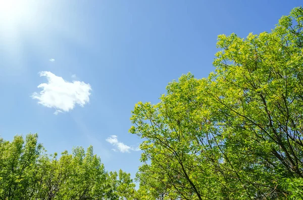 Árvores Verdes Primavera Sol Céu Azul Com Nuvens — Fotografia de Stock