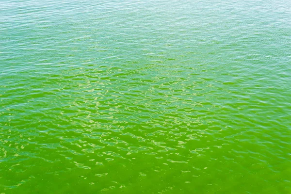 海の緑の水は有毒藻類で — ストック写真