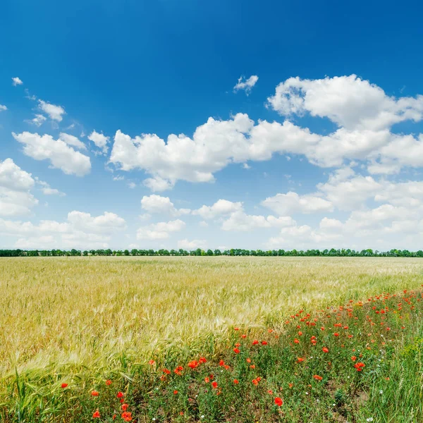 Grönt Jordbruksfält Med Röda Vallmo Blå Molnig Himmel — Stockfoto