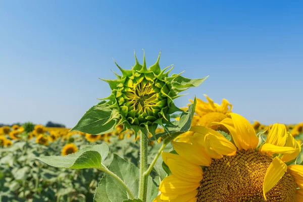 フィールドと黄色の頭の中のひまわりの新しい緑の花 — ストック写真