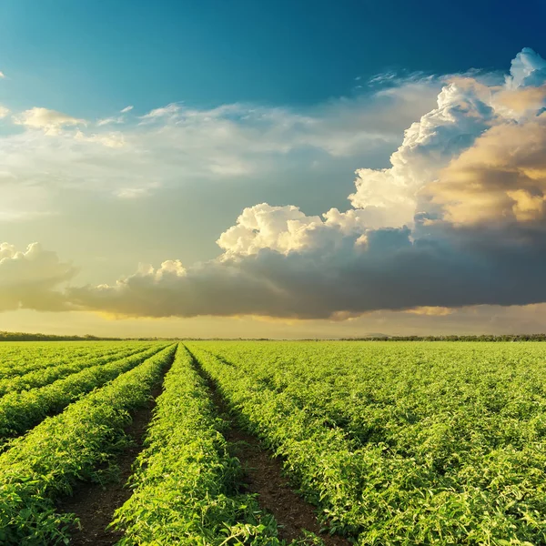 Alacsony Felhők Naplementekor Zöld Mezőgazdasági Területen Paradicsom — Stock Fotó