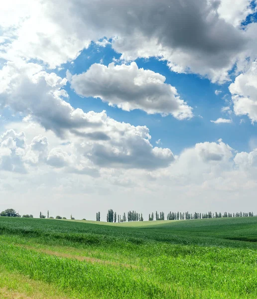 Agricultura Campo Hierba Verde Nubes Bajas Cielo Azul — Foto de Stock