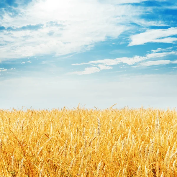 Gouden Oogstveld Bewolkte Lucht — Stockfoto