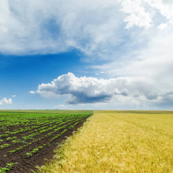 Agriculture Field Low Clouds Blue Sky — Stock Photo, Image