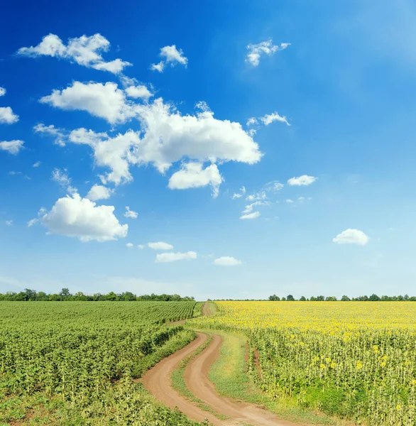 Estrada Suja Campos Agrícolas Verdes Céu Azul Com Nuvens — Fotografia de Stock