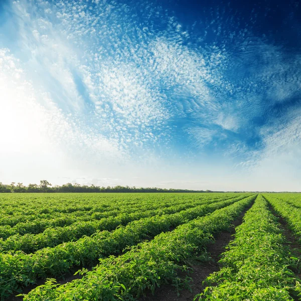 Zonsondergang Wolken Boven Landbouwvelden Met Groene Tomatenstruiken — Stockfoto