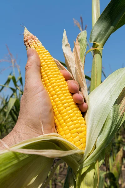 Zlatá Kukuřice Zemědělci Ruční Poli — Stock fotografie
