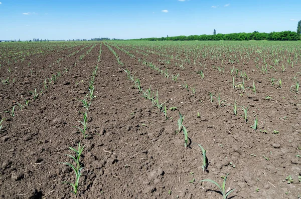 Little Green Shot Corn Spring Field — Stock Photo, Image