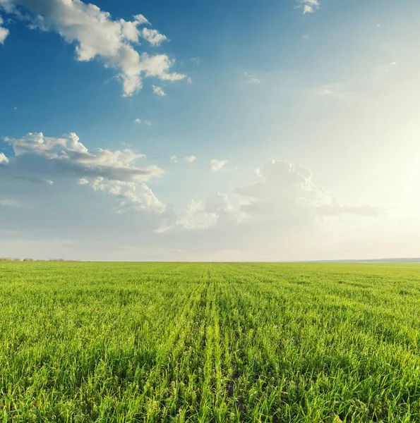 Grüne Landwirtschaft Feld Und Sonnenuntergang Wolken — Stockfoto