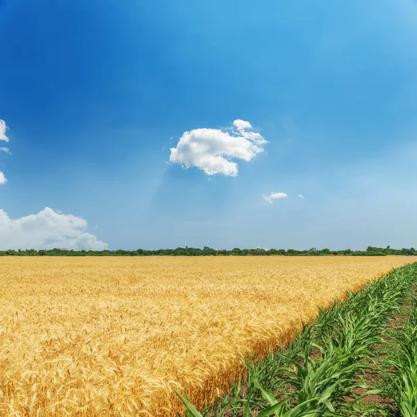 绿色和金色的农田 蓝天的云彩 — 图库照片