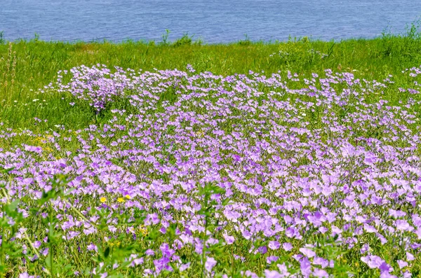 Wilde Rosa Blüten Auf Der Grünen Graswiese — Stockfoto