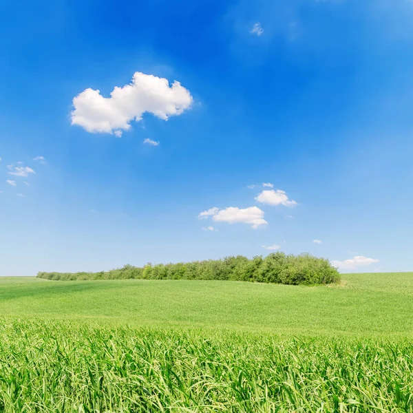 Jordbruk Grönt Fält Och Blå Himmel Med Moln — Stockfoto