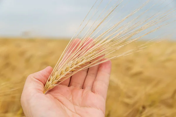 Cosecha Oro Los Agricultores Entregan Campo —  Fotos de Stock