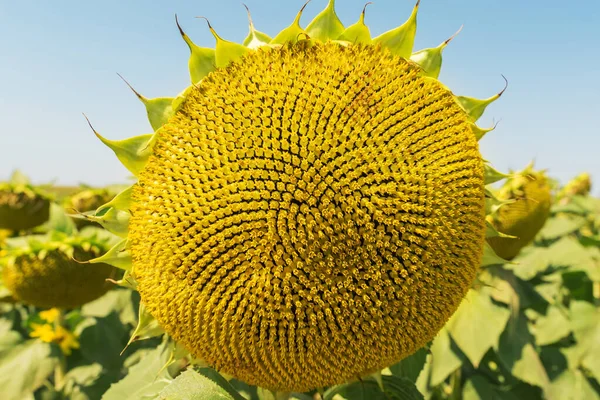 Floarea Soarelui Închide După Înflorire Câmp — Fotografie, imagine de stoc