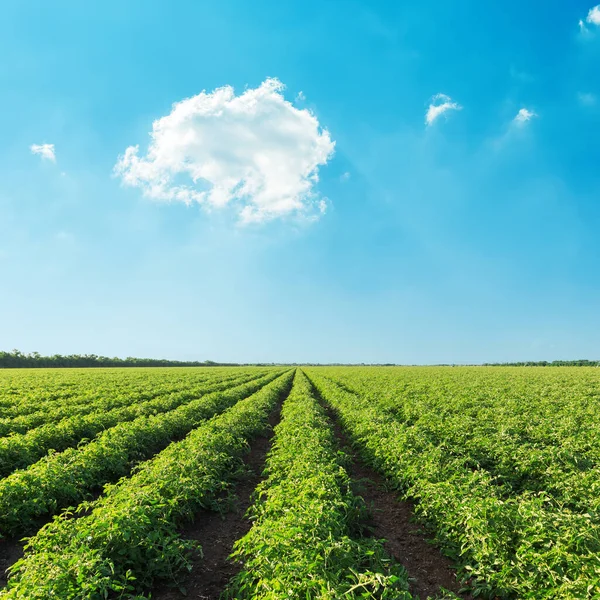 Green Agriculture Field Tomato Blue Sky Clouds — Stock Photo, Image
