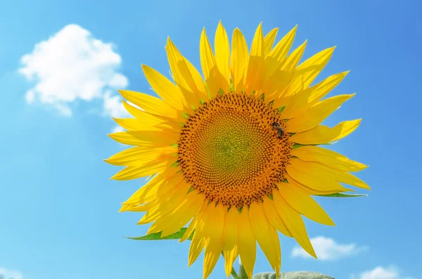 Sonnenblume Mit Biene Nahaufnahme Auf Blauem Himmel Hintergrund — Stockfoto