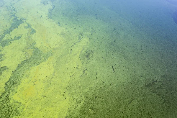Groene Algen Met Cyanobacteriën Het Rivieroppervlak Bloeiende Water Als Achtergrond — Stockfoto