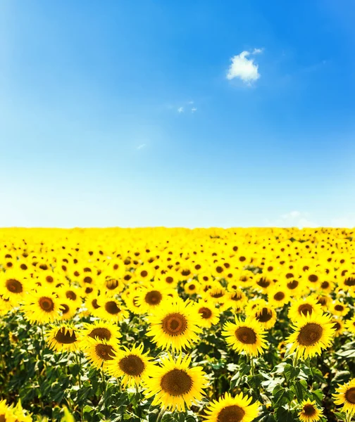 Ackerland Mit Sonnenblumen Und Blauem Himmel Darüber — Stockfoto