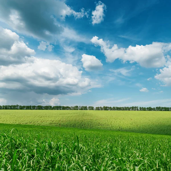 Campo Maíz Verde Bajo Las Nubes — Foto de Stock