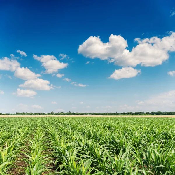 Green Corn Field Blue Sky Agricultural Industry — Stock Photo, Image