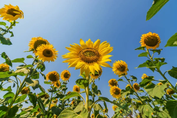 Bloeiende Zonnebloemen Het Veld Onderaanzicht — Stockfoto