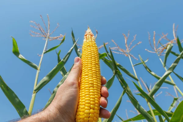 Złota Kukurydza Ręku Polu — Zdjęcie stockowe