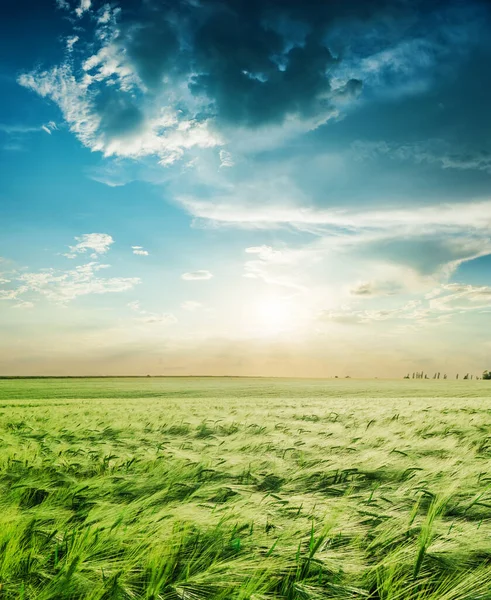 Landbouw Groen Veld Het Voorjaar Zonsondergang Lage Wolken — Stockfoto