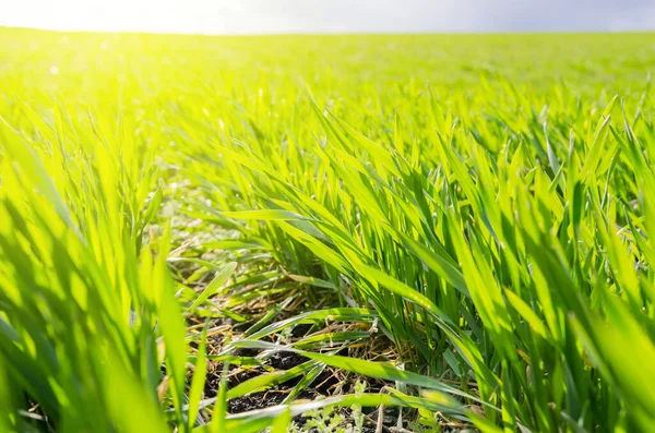 Rolnictwo Zielone Pole Zbliżenie Promieniach Słonecznych — Zdjęcie stockowe