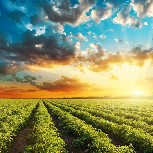 Puesta Sol Naranja Brillante Campo Agrícola Verde Con Arbustos Tomates — Foto de Stock