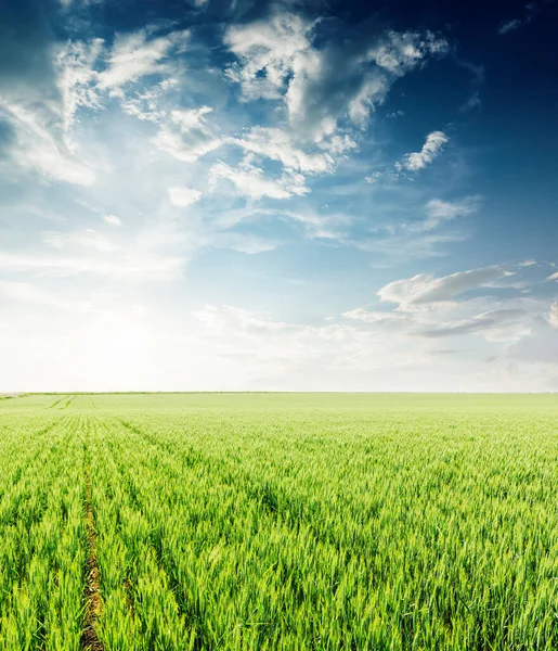 Zonsondergang Dramatische Hemel Boven Groen Landbouwveld Het Voorjaar — Stockfoto