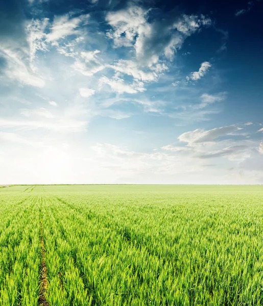 Por Sol Céu Dramático Sobre Campo Agricultura Verde Primavera — Fotografia de Stock