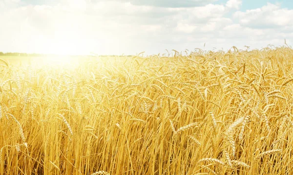 Sunset Golden Harvest Field — Stock Photo, Image