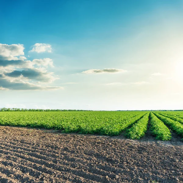 Tiefblauer Himmel Sonnenuntergang Über Landwirtschaftlichen Feldern — Stockfoto