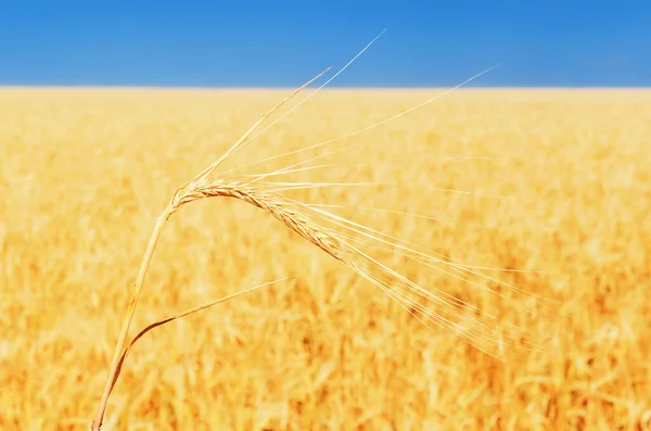 Colheita Cor Dourada Campo Céu Azul Sobre Ele Foco Suave — Fotografia de Stock