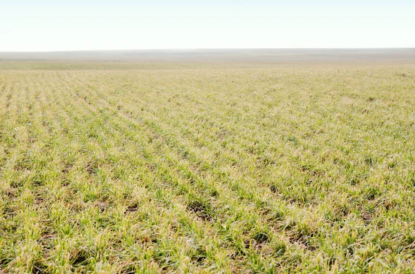 Green Agricultural Field Spring Snow Breaking — Stock Photo, Image