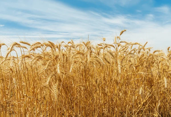 Golden Harvest Field Blue Sky — Stock Photo, Image