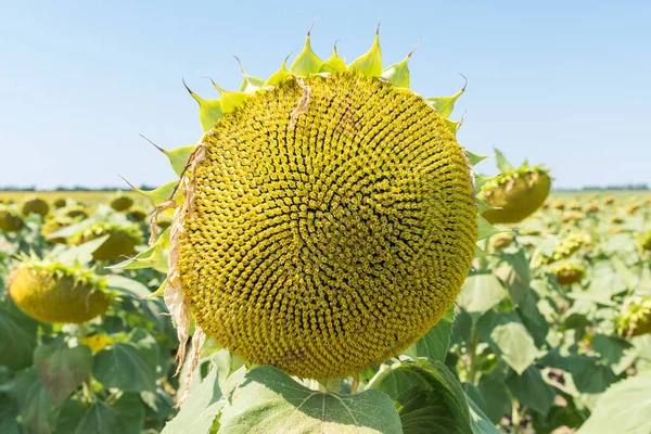 Floarea Soarelui Câmp După Înflorire — Fotografie, imagine de stoc