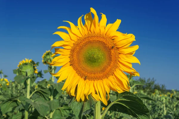 Bloem Van Zonnebloem Close Landbouw Veld Met Bijen — Stockfoto