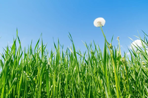 Blauwe Lucht Groen Gras Met Witte Paardebloem — Stockfoto