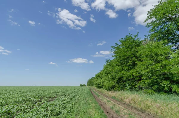 Landelijk Weggetje Groen Veld Nabij Bomen — Stockfoto