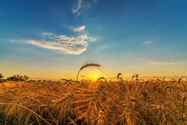 Coucher Soleil Sur Champ Agricole Avec Récolte Dorée — Photo